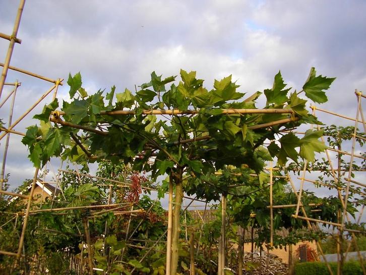 Dakmoerbei morus alba 'Macrophylla', Tuin en Terras, Planten | Bomen, Dakboom, Volle zon, Zomer, In pot, Ophalen