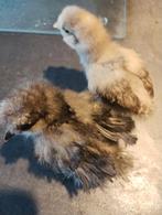 Usa zijdehoentjes, Dieren en Toebehoren, Pluimvee, Geslacht onbekend, Kip