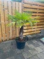 Palmboom, Ophalen, Volle zon, Palmboom, 100 tot 250 cm