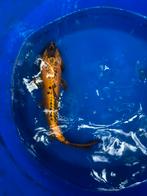 Koikaper japanse koi vijver vis vissen mizuho ogon, Dieren en Toebehoren