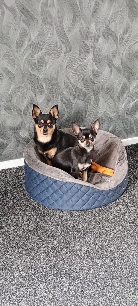 raszuivere chihuahua pups, Dieren en Toebehoren, Honden | Jack Russells en Terriërs, Meerdere dieren, Overige rassen, Particulier