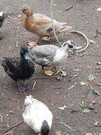 Kwakers, Dieren en Toebehoren, Pluimvee, Meerdere dieren, Eend