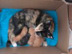 4 lieve kitten zijn bij ons op  geboren, Dieren en Toebehoren, Geslacht onbekend, Kortharig, 0 tot 2 jaar