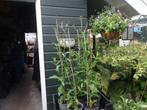 Verbena bonariensis XL (ijzerhard)lilapaars vaste plant, Volle zon, Vaste plant, Zomer, Ophalen