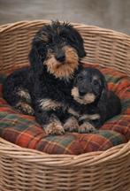 Super mooie en super lieve dwergteckel ( tekkel) pup, Dieren en Toebehoren, Honden | Teckels en Dashonden, Parvo, Reu, 8 tot 15 weken