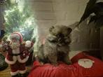Schattige pomeriaan pubs, Dieren en Toebehoren, Overige rassen, Meerdere, Meerdere dieren, Nederland