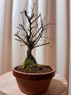 zelkova nire bonsai shohin, Ophalen of Verzenden, Overige soorten, Minder dan 100 cm