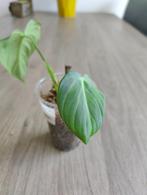 Philodendron Gloriosum Stek 2, Huis en Inrichting, Ophalen of Verzenden