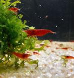 Neocaridina Bloody Mary, Dieren en Toebehoren, Kreeft, Krab of Garnaal