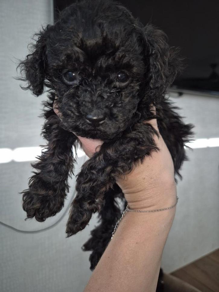 Mini toy poedel pups chocolade bruin, Dieren en Toebehoren, Honden | Chihuahua's en Gezelschapshonden, Meerdere dieren, Poedel