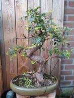 Ulmus Parvifolia bonsai (Chinese iep), Meerdere dieren