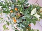 Manderijn boompje 45cm. Hoog.met pot., Ophalen, Minder dan 100 cm, Overige soorten, Zomer