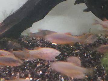 Rasbora galaxy  beschikbaar voor biedingen