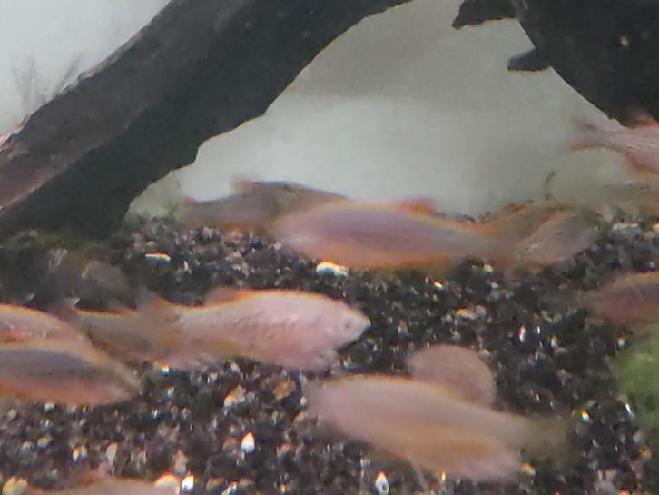 Rasbora galaxy, Dieren en Toebehoren, Vissen | Aquariumvissen, Zoetwatervis, Vis, Schoolvis