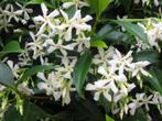 Toscaanse jasmijn - Trachelospermum jasminoides te koop!!, Tuin en Terras, Planten | Tuinplanten, Vaste plant, Ophalen of Verzenden