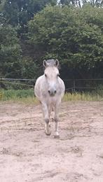 Welsh pony b, Dieren en Toebehoren, Pony's, Ruin, B pony (1.17m tot 1.27m), Recreatiepony