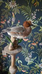Opgezette smient, Verzamelen, Dierenverzamelingen, Ophalen of Verzenden, Vogel, Opgezet dier