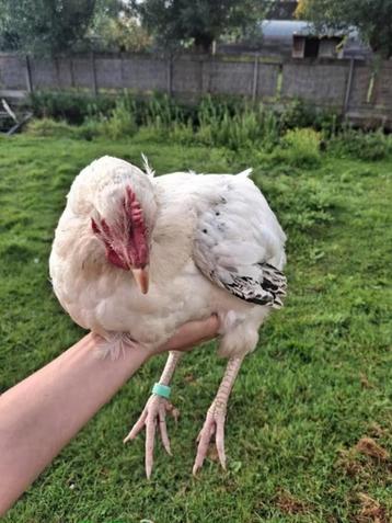 Sussex columbia hen (annie) beschikbaar voor biedingen