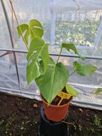 Monstera Albo Kamerplant, Tuin en Terras, Planten | Tuinplanten, Vaste plant, Ophalen of Verzenden, Bloeit niet, Halfschaduw