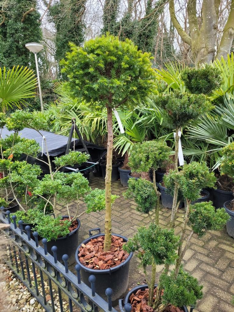 Taxus Bol 180cm - Prachtige Tuinboom, Tuin en Terras, Bloeit niet, 100 tot 250 cm, Ophalen, Volle zon