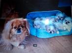 Tibetaanse pekingees puppies platneuzen fokster, Dieren en Toebehoren, Nederland, Overige rassen, 8 tot 15 weken, Meerdere