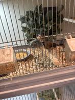 Diverse vogels te koop aangeboden, Dieren en Toebehoren, Vogels | Overige Vogels, Meerdere dieren