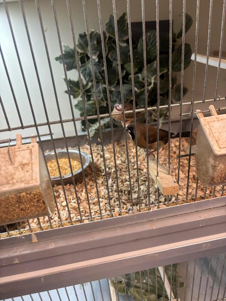 Diverse vogels te koop aangeboden, Dieren en Toebehoren, Vogels | Overige Vogels, Meerdere dieren