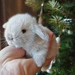 Minilop hangoor dwerg konijntjes, Meerdere dieren, Dwerg, Hangoor