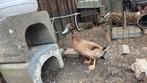 Khaki Campbell woerd - geboren 4 april 2025, Dieren en Toebehoren, Pluimvee, Mannelijk, Eend