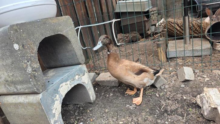 Khaki Campbell woerd - geboren 4 april 2025, Dieren en Toebehoren, Pluimvee, Eend, Mannelijk
