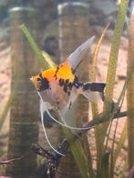 Maanvis ong. 5-8 cm, Dieren en Toebehoren, Vissen | Aquariumvissen, Vis