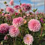 Dahlia, Ophalen of Verzenden, Volle zon
