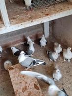 Griekse vliegmeeuwtjes, Dieren en Toebehoren, Vogels | Duiven, Meerdere dieren