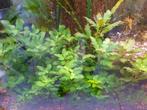 Hygrophila triflora, aquariumplant op voorgrond, Dieren en Toebehoren, Vissen | Aquaria en Toebehoren, Ophalen of Verzenden, Zo goed als nieuw