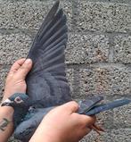 Postduif Kleinzoon "JILL" 1e Nat Ace Pigeon!