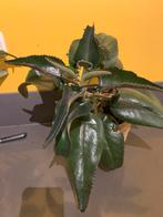Kalanchoe plant- mother of thousand, Ophalen, Halfschaduw, Minder dan 100 cm