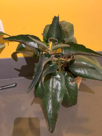 Kalanchoe plant- mother of thousand beschikbaar voor biedingen