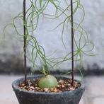 Bowiea volubilis zeldzame plant caudex, Huis en Inrichting, Kamerplanten, Overige soorten, Ophalen of Verzenden, Minder dan 100 cm