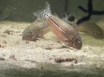 Hoplisoma (corydoras) Trilineatum, Dieren en Toebehoren, Vis, Zoetwatervis