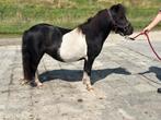 2 Shetlander’s te koop, Merrie, Gechipt, A pony (tot 1.17m), 3 tot 6 jaar