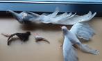 4x kunst vogel. Pauw, meeuw, duif, roodborstje, vredesduif, Ophalen of Verzenden, Gebruikt