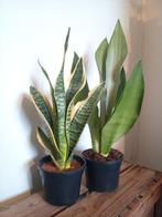2 sanseveria kamerplanten set 40-50cm, Ophalen, Vetplant, Halfschaduw, In pot