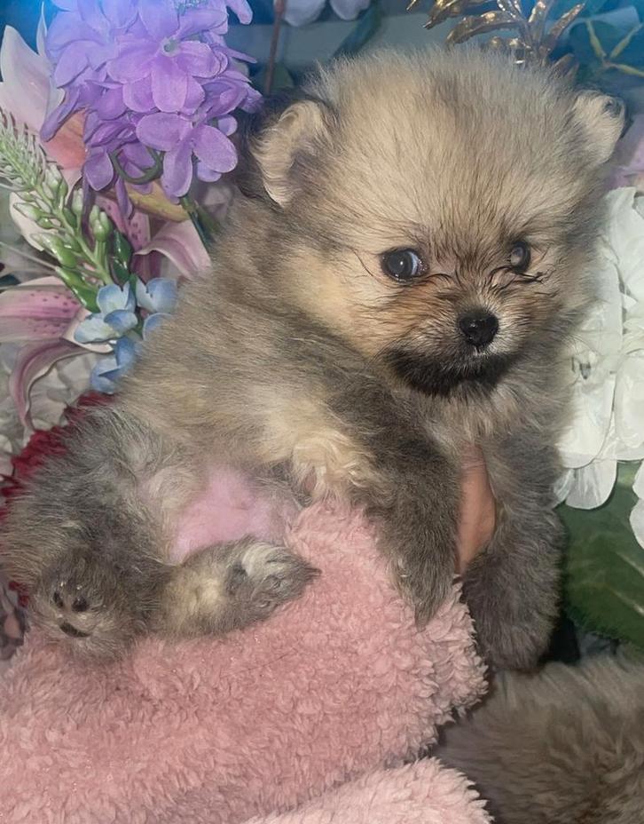 Pomeriaan pups, Dieren en Toebehoren, Honden | Poolhonden, Keeshonden en Oertypen, Meerdere dieren, Overige rassen, Particulier