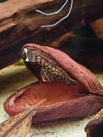L-519 Ancistrus Rio Itenez, Dieren en Toebehoren, Vissen | Aquariumvissen, Vis, Zoetwatervis