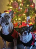 HUISDIER OPPAS, Particuliere oppas