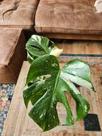 Monstera variegata, Huis en Inrichting, Kamerplanten, Ophalen, Overige soorten, Minder dan 100 cm