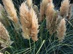 Pampas pluimen heel veel, Tuin en Terras, Planten | Tuinplanten, Ophalen
