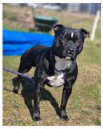 Dekreu Engelse stafford met FCI stamboom, Rabiës (hondsdolheid), Reu, Eén hond, 3 tot 5 jaar