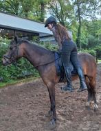 Trouwe verzorger gezocht met serieuze ambitie voor de sport, Diensten en Vakmensen, Dieren | Paarden | Verzorging, Oppas en Les