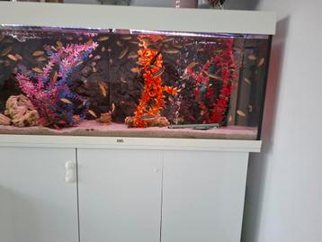 Malawi cichliden Melanochromis auratus – Gouden Mbuna.  beschikbaar voor biedingen
